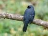 Black-faced Solitaire