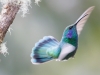 Green Violetear