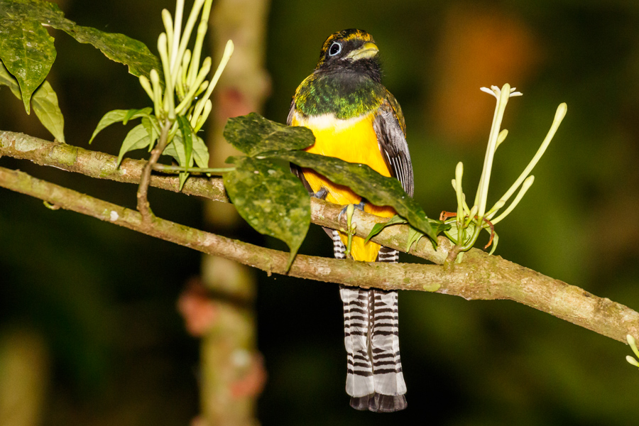 Black-throated Trogon