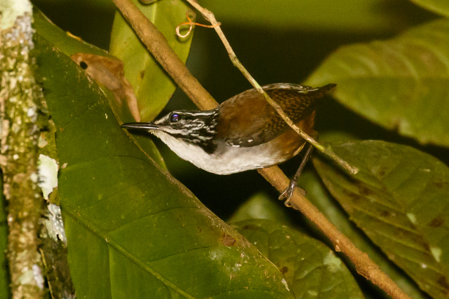 White-breasted Wood-Wren