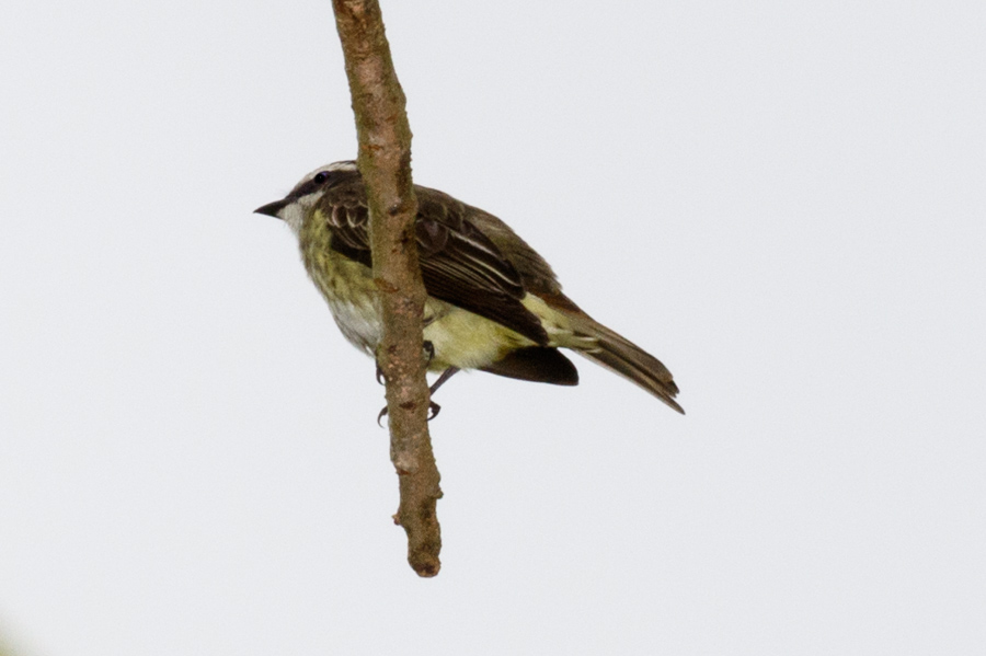 Piratic Flycatcher