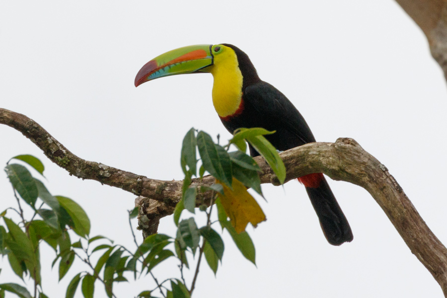 Keel-billed Toucan