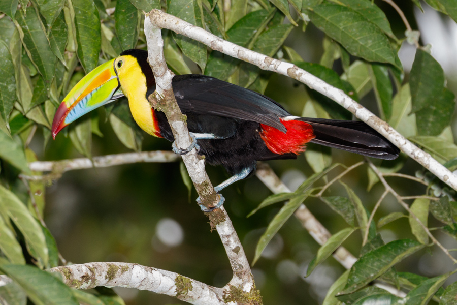 Keel-billed Toucan