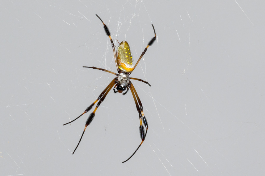 Golden Orb Spider