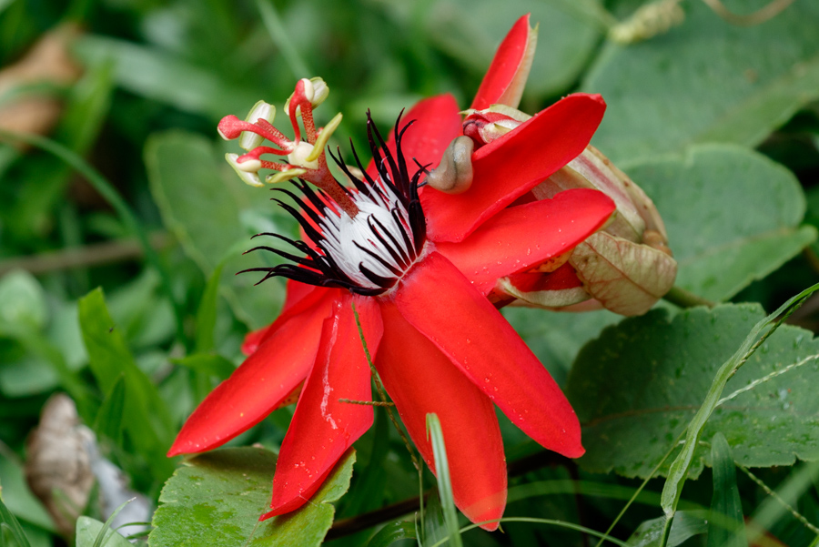 Red Passion Flower