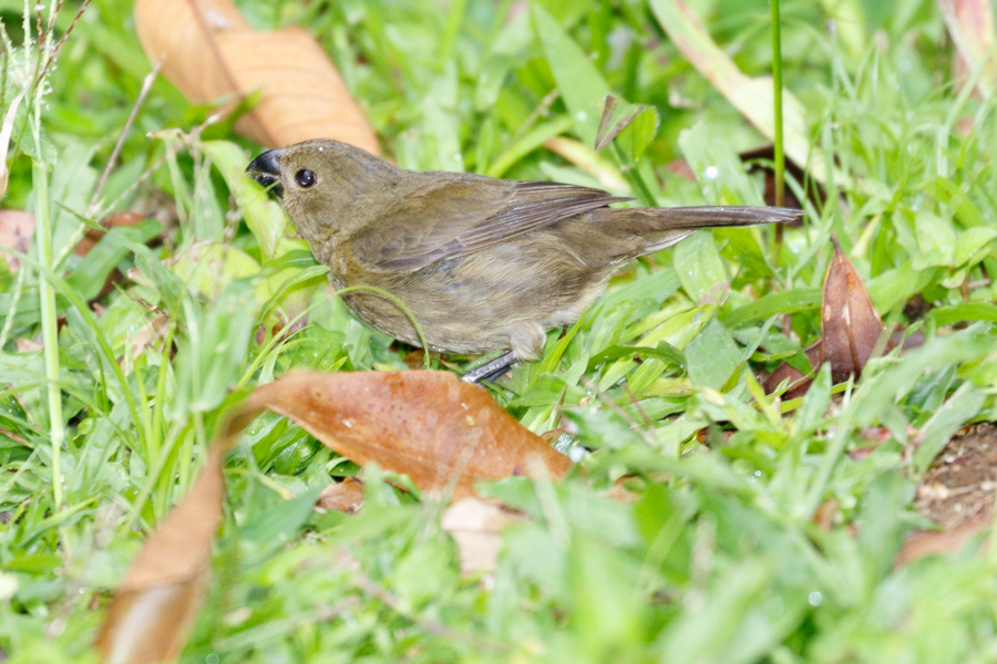 Variable Seedeater