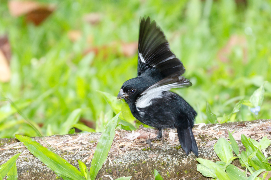 Variable Seedeater