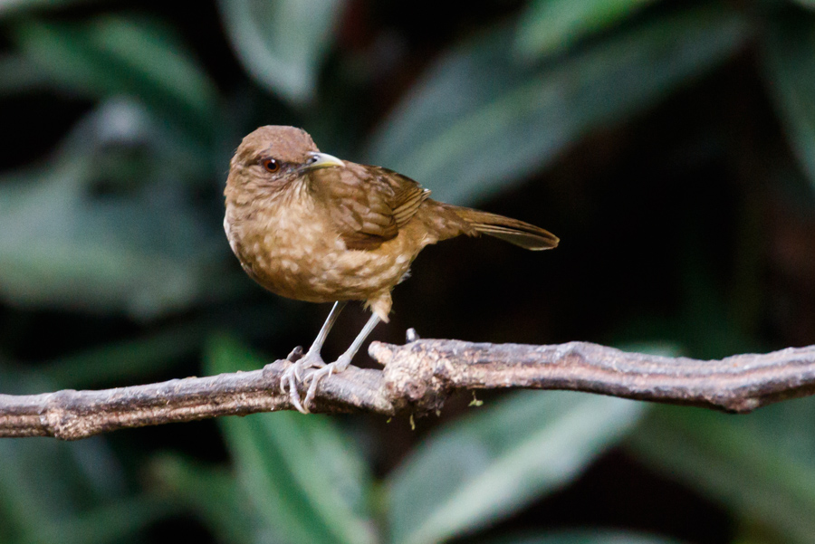 Clay-colored Thrush