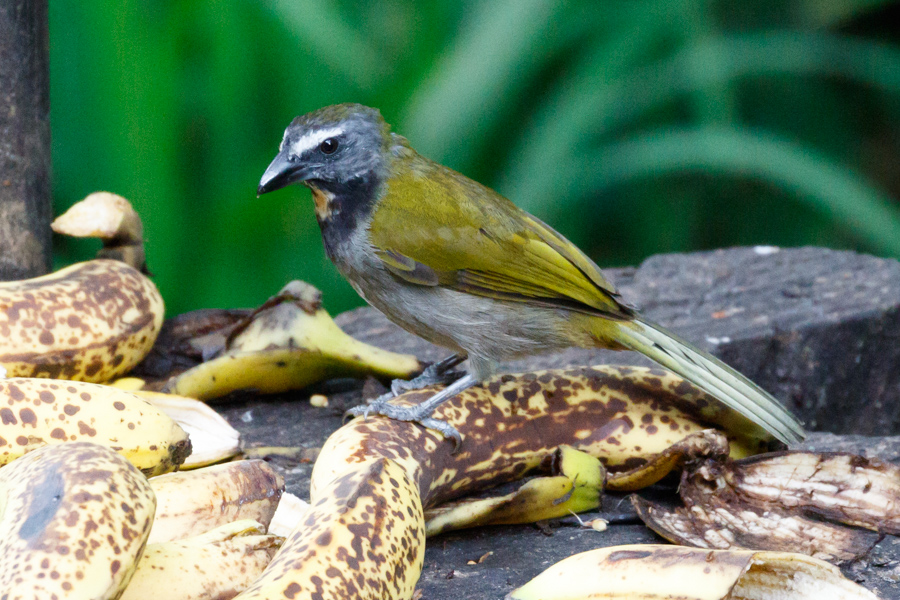 Buff-throated Saltator