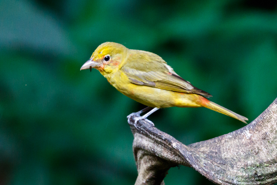 Summer Tanager