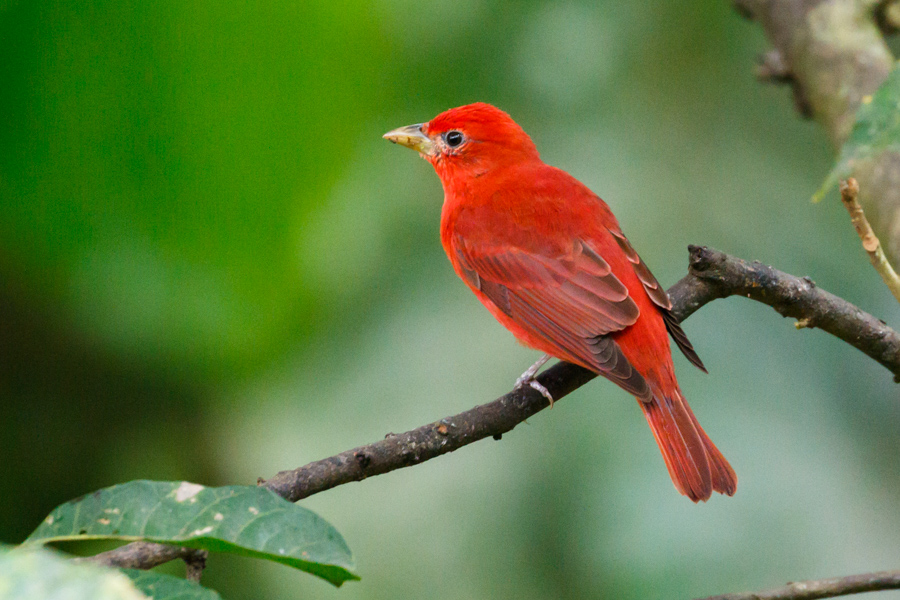 Summer Tanager