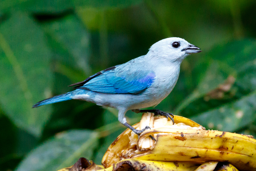 Blue-gray Tanager