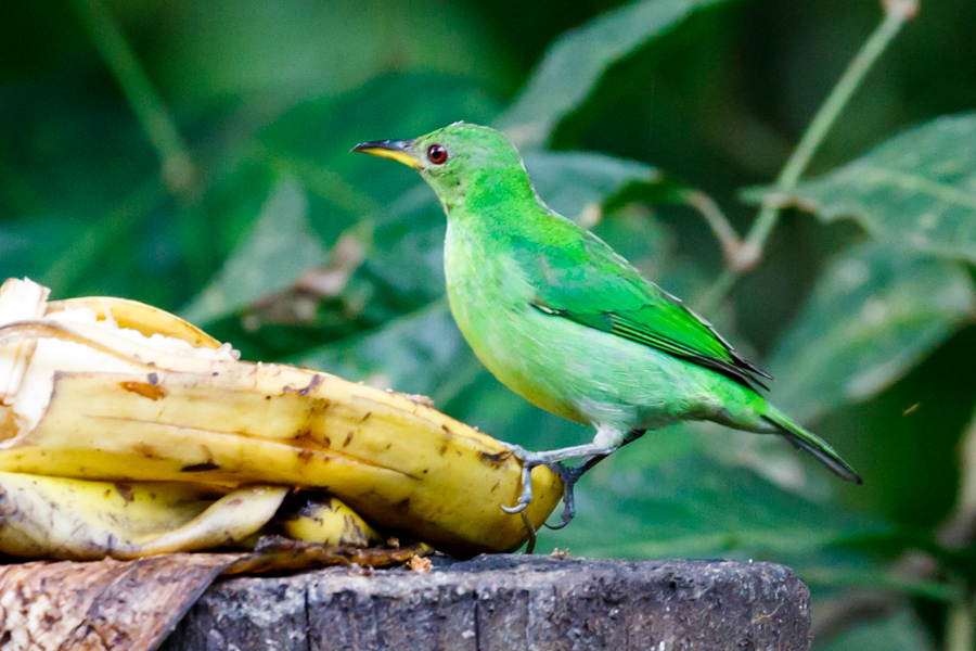 Green Honeycreeper