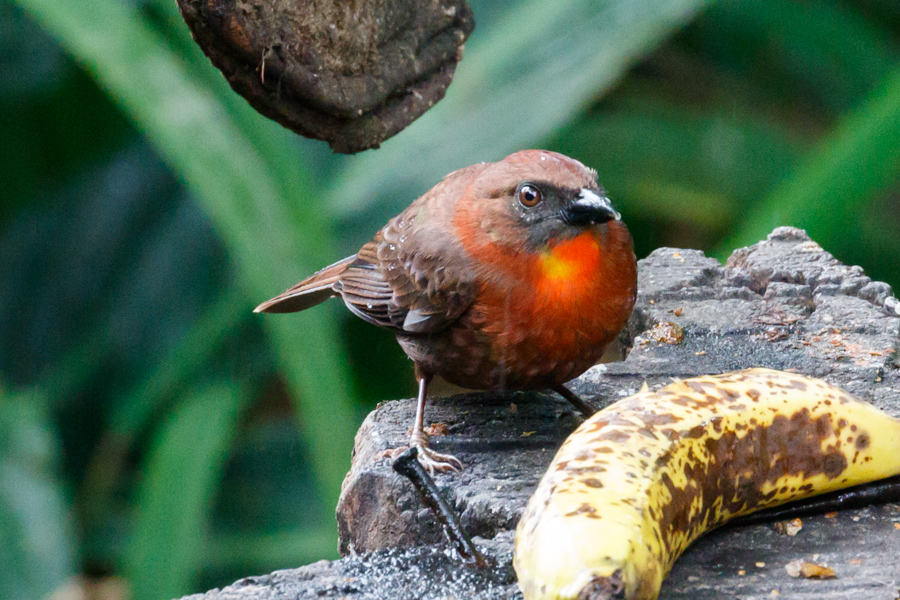 Red-throated Ant-Tanager