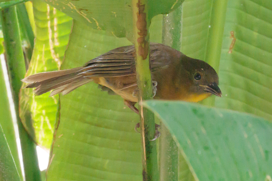 Red-throated Ant-Tanager