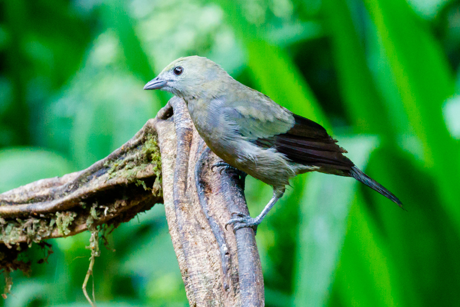 Palm Tanager