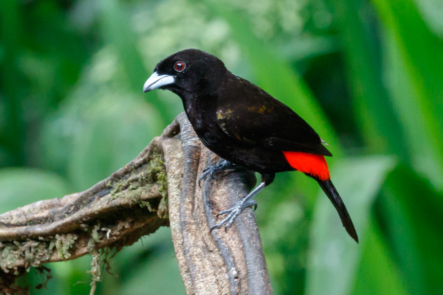 Passerini\'s Tanager