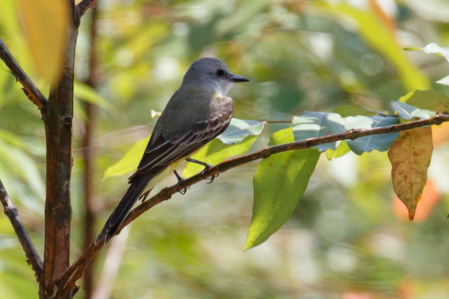 Tropical Kingbird