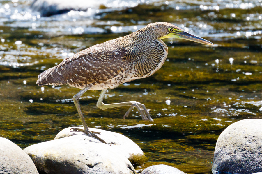 Fasciated Tiger-Heron