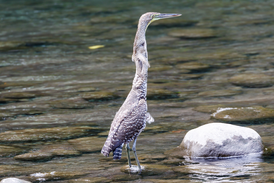 Fasciated Tiger-Heron