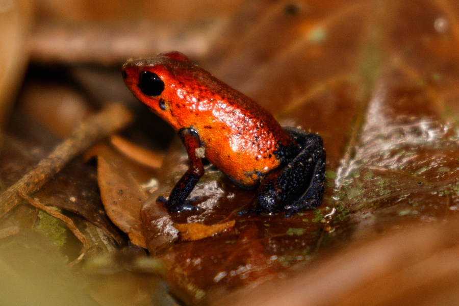 Strawberry Poison Dart Frog