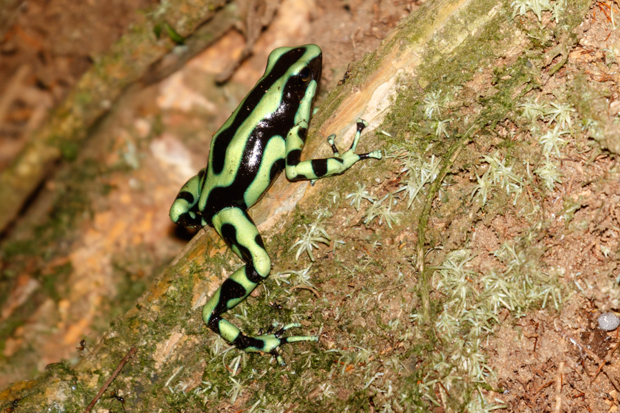 Green and Black Poison Dart Frog