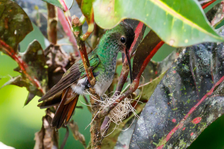 Rufous-tailed Hummingbird