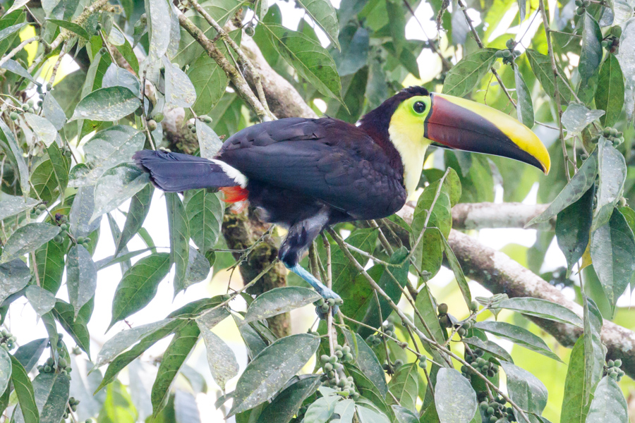 Black-mandibled Toucan