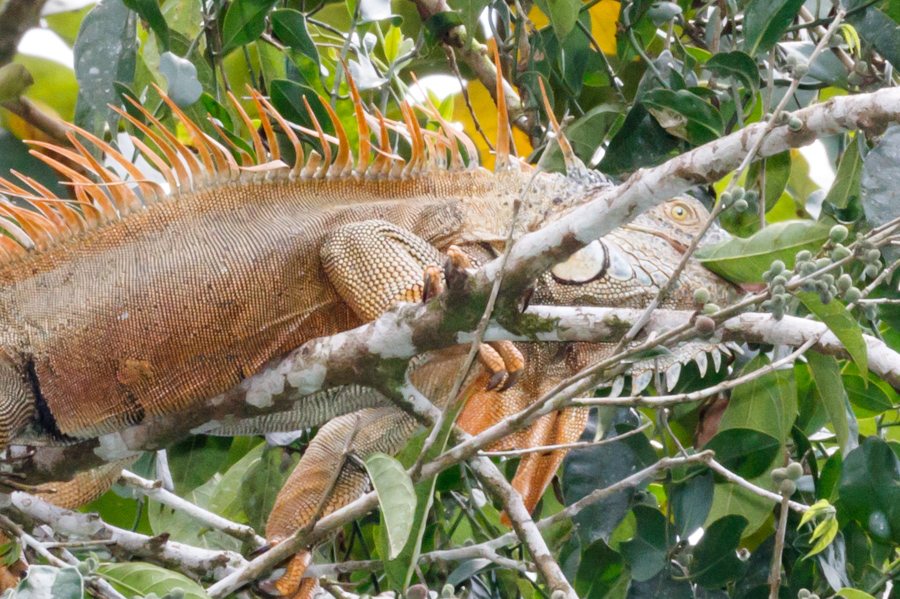 Green Iguana