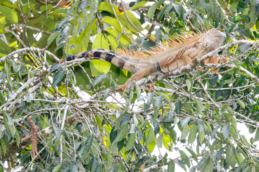 Green Iguana