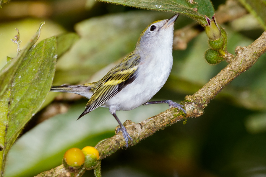 Chestnut-sided Warbler