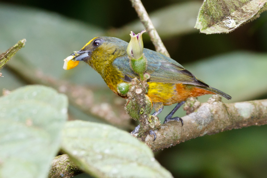 Olive-backed Euphonia