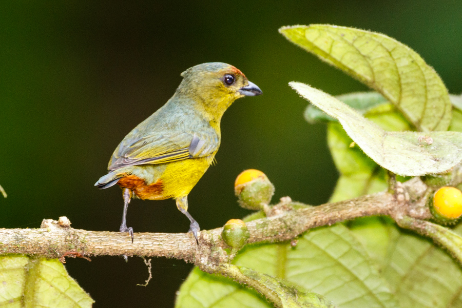 Olive-backed Euphonia