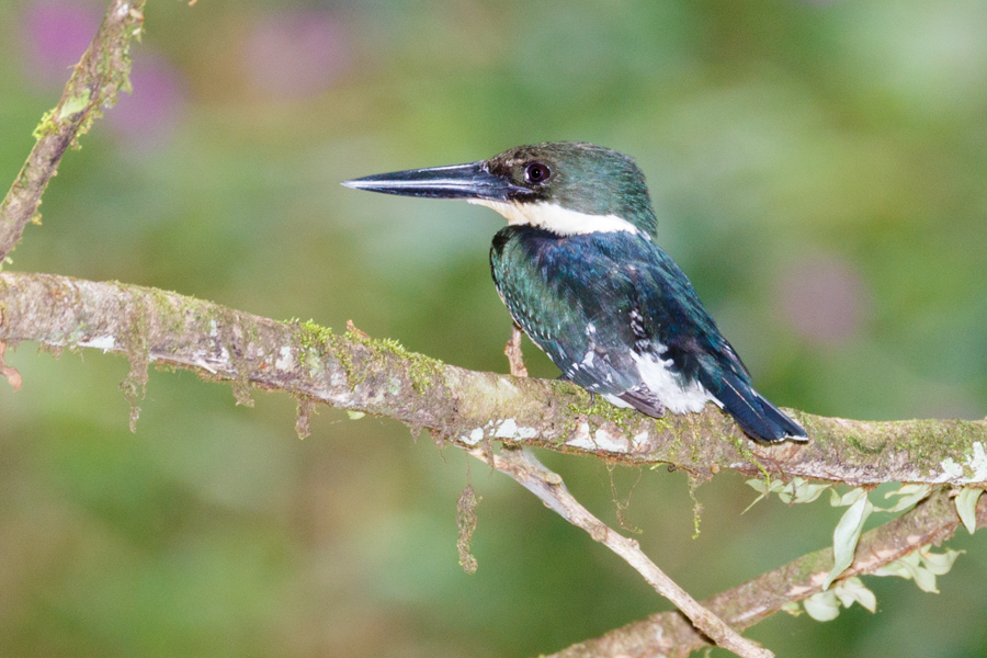 Green Kingfisher