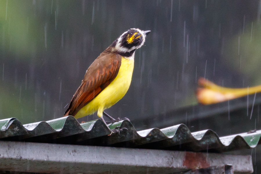 Great Kiskadee