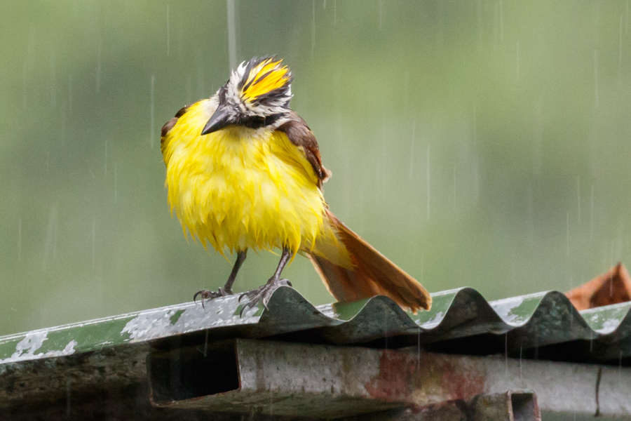 Boat-billed Flycatcher