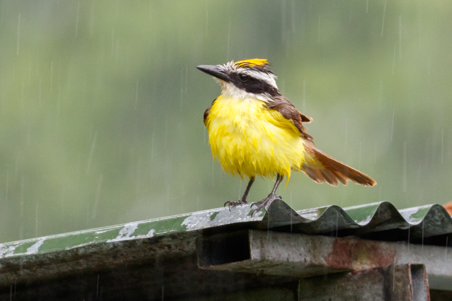 Boat-billed Flycatcher