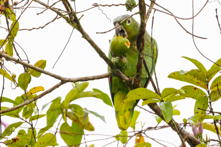 Mealy Parrot