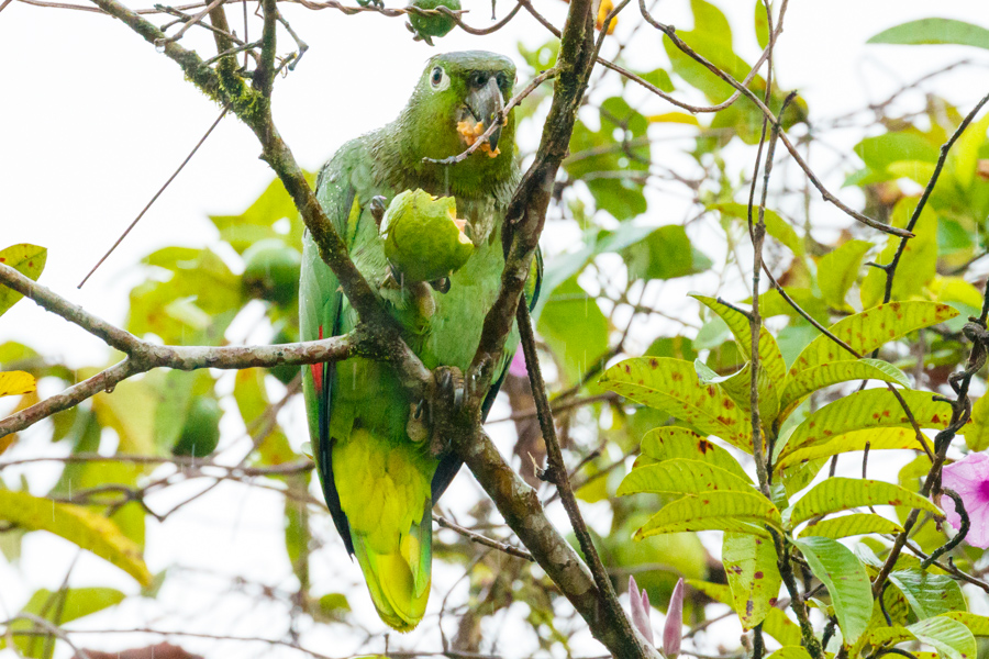 Mealy Parrot