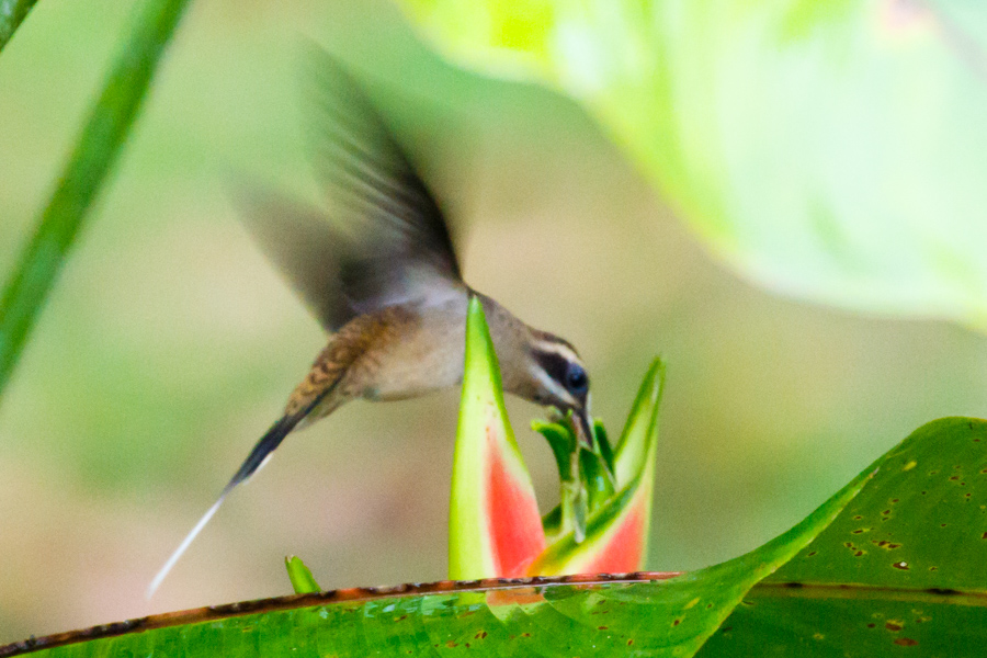 Long-billed Hermit