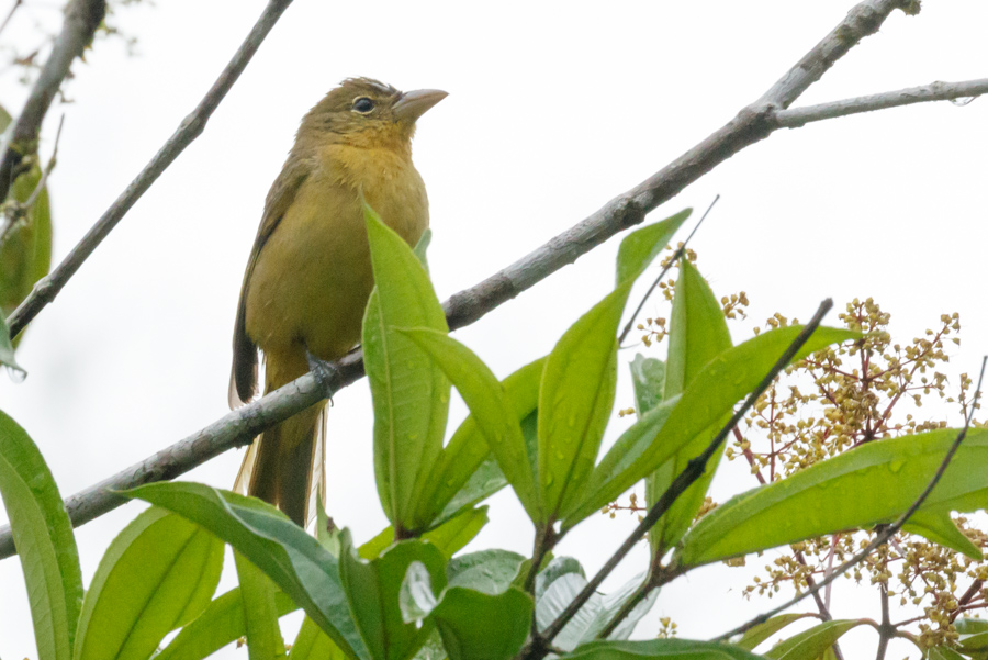 Summer Tanager