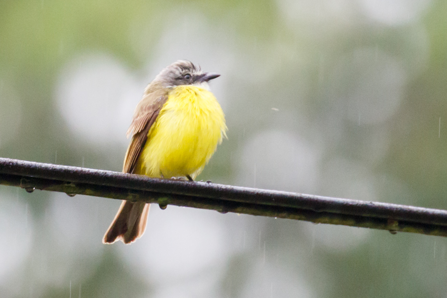 Gray-capped Flycatcher