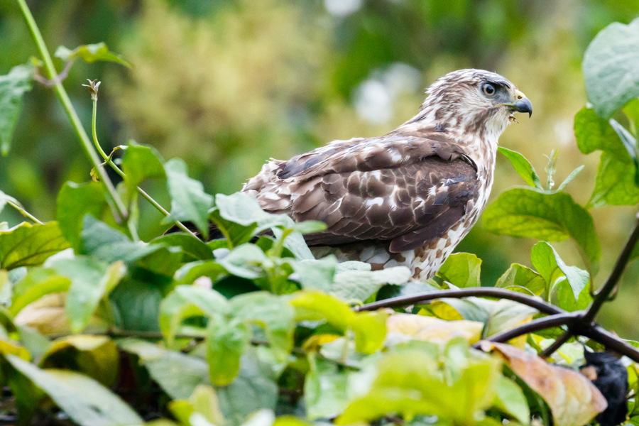 Double-toothed Kite