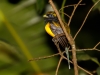 Black-throated Trogon