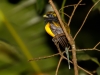 Black-throated Trogon