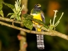 Black-throated Trogon