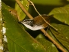 White-breasted Wood-Wren