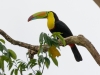 Keel-billed Toucan