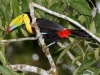 Keel-billed Toucan