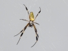 Golden Orb Spider